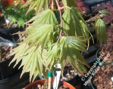 Acer palmatum 'Green Elf' - mapleridgenursery